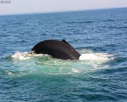 Boston - Whale Watching