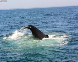 Boston - Whale Watching