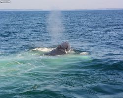 Boston - Whale Watching