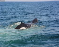 Boston - Whale Watching