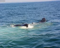 Boston - Whale Watching