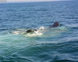 Boston - Whale Watching