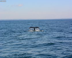Boston - Whale Watching