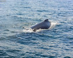 Boston - Whale Watching