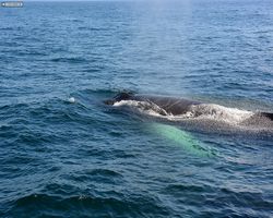 Boston - Whale Watching