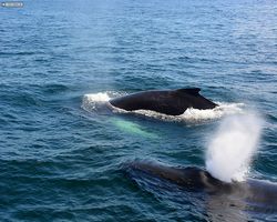 Boston - Whale Watching
