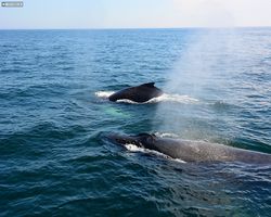 Boston - Whale Watching