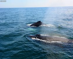 Boston - Whale Watching