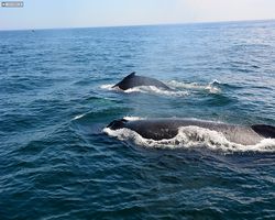 Boston - Whale Watching