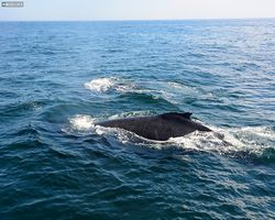 Boston - Whale Watching