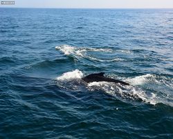 Boston - Whale Watching