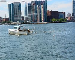 Boston - Whale Watching