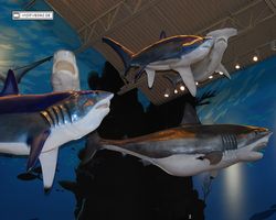 Nevada - Las Vegas - Bass Pro Stores Outdoor World