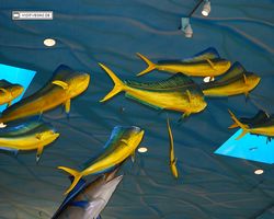 Nevada - Las Vegas - Bass Pro Stores Outdoor World