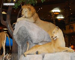 Nevada - Las Vegas - Bass Pro Stores Outdoor World