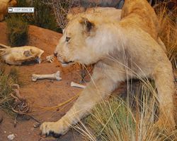 Nevada - Las Vegas - Bass Pro Stores Outdoor World