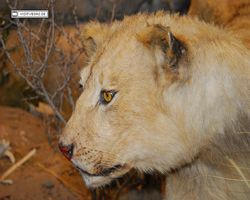 Nevada - Las Vegas - Bass Pro Stores Outdoor World