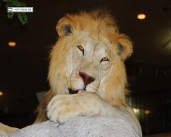 Nevada - Las Vegas - Bass Pro Stores Outdoor World