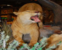 Nevada - Las Vegas - Bass Pro Stores Outdoor World