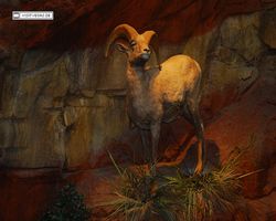 Nevada - Las Vegas - Bass Pro Stores Outdoor World