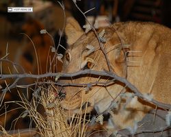 Nevada - Las Vegas - Bass Pro Stores Outdoor World