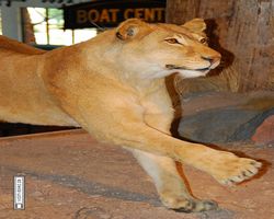 Nevada - Las Vegas - Bass Pro Stores Outdoor World