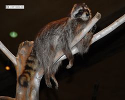 Nevada - Las Vegas - Bass Pro Stores Outdoor World