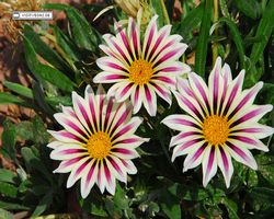 Nevada - Las Vegas - Bass Pro Stores Outdoor World