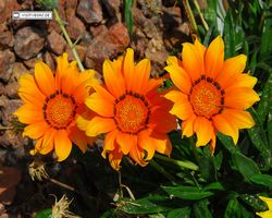 Nevada - Las Vegas - Bass Pro Stores Outdoor World