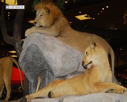 Nevada - Las Vegas - Bass Pro Stores Outdoor World