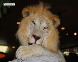 Nevada - Las Vegas - Bass Pro Stores Outdoor World