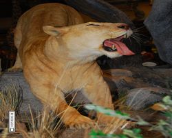 Nevada - Las Vegas - Bass Pro Stores Outdoor World