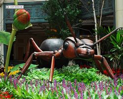 Nevada - Las Vegas - Bellagio Conservatory & Botanical Gardens