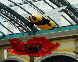 Nevada - Las Vegas - Bellagio Conservatory & Botanical Gardens
