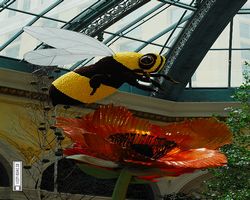 Nevada - Las Vegas - Bellagio Conservatory & Botanical Gardens