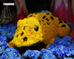 Nevada - Las Vegas - Bellagio Conservatory & Botanical Gardens