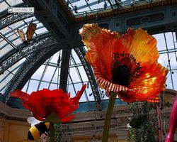 Nevada - Las Vegas - Bellagio Conservatory & Botanical Gardens