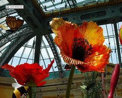 Nevada - Las Vegas - Bellagio Conservatory & Botanical Gardens