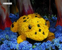 Nevada - Las Vegas - Bellagio Conservatory & Botanical Gardens