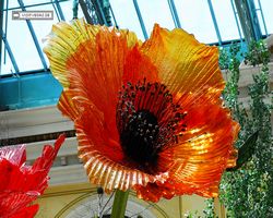 Nevada - Las Vegas - Bellagio Conservatory & Botanical Gardens