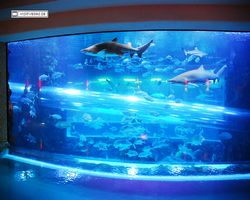 Nevada - Las Vegas - Hotels & Casinos - Golden Nugget