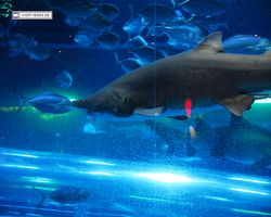 Nevada - Las Vegas - Hotels & Casinos - Golden Nugget