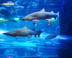 Nevada - Las Vegas - Hotels & Casinos - Golden Nugget