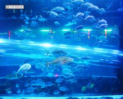 Nevada - Las Vegas - Hotels & Casinos - Golden Nugget