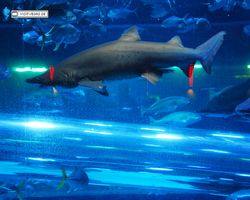 Nevada - Las Vegas - Hotels & Casinos - Golden Nugget