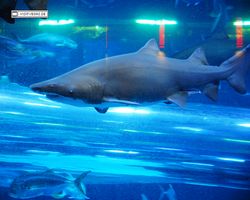 Nevada - Las Vegas - Hotels & Casinos - Golden Nugget