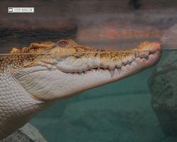 Nevada - Las Vegas - Hotels & Casinos - Mandalay Bay