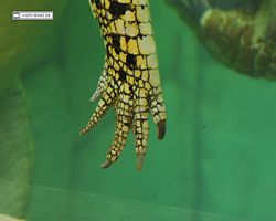 Nevada - Las Vegas - Hotels & Casinos - Mandalay Bay