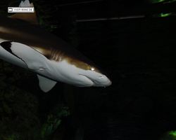 Nevada - Las Vegas - Hotels & Casinos - Mandalay Bay