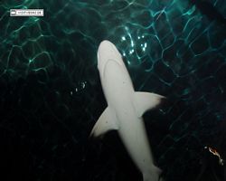 Nevada - Las Vegas - Hotels & Casinos - Mandalay Bay